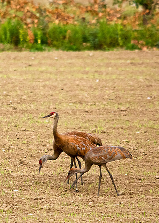 Trio of Cranes in Field