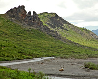 Caribou in Alaska's Denali National Park
