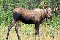Bull Moose in Alaska