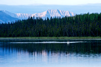 Swans at Dusk in Alaska's Wrangell St. Elias National Park and Preserve