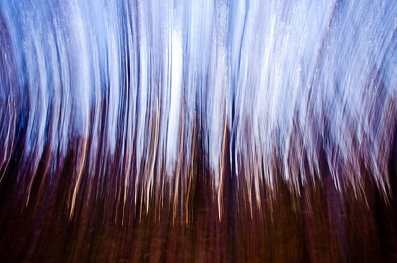 Weird Birch