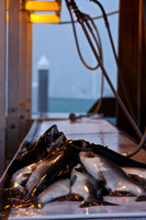 Fish Cleaning Station in Valdez, Alaska
