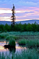 Midnight Sun in Interior Alaska's Goldstream Valley