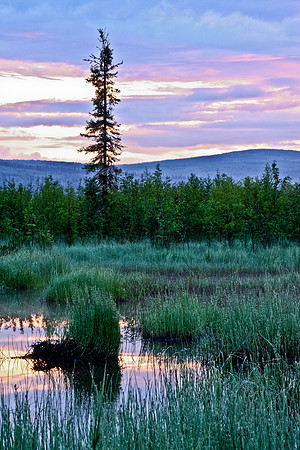 Midnight Sun in Interior Alaska's Goldstream Valley