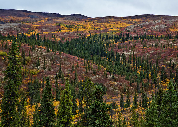 Denali National Park in Autumn