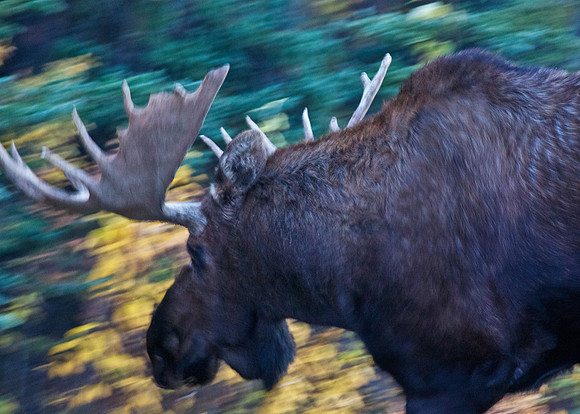 Alaskan Bull Moose