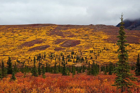 Denali National Park in Autumn