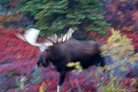 Blur Motion Bull Moose