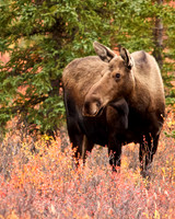 Cow Moose in Autumn