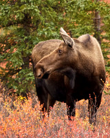 Cow Moose in Fall
