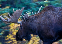 Alaskan Bull Moose