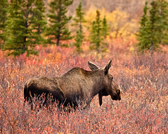 Cow Moose in Denali