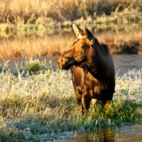 Cow Moose in Pond