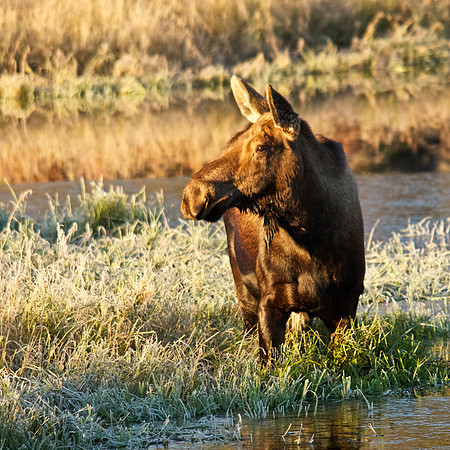 Cow Moose in Pond