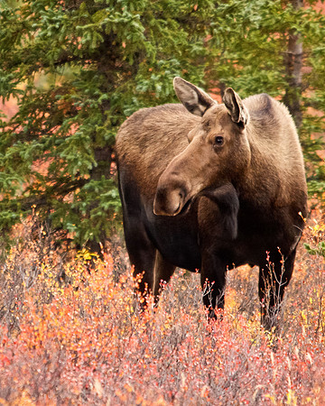 Alaskan Cow Moose in Autumn