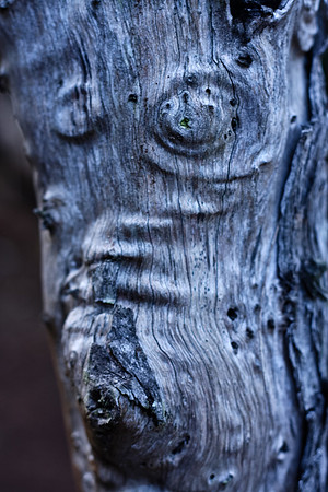 Tree Trunk