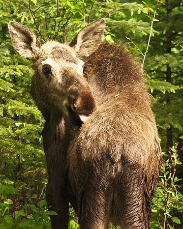 A cow moose grooming in an interior Alaskan forest