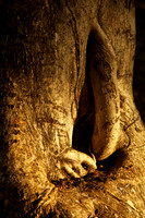 Banyan Tree