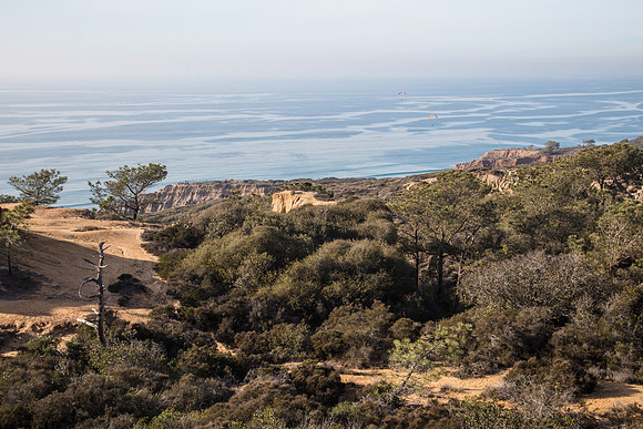 San Diego's Torrey Pines