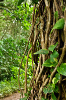 Tropical Tree