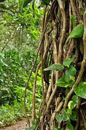 Tropical Tree
