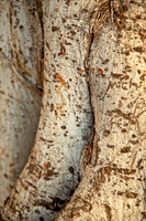 Banyan tree in Lahaina, Hawaii, Maui