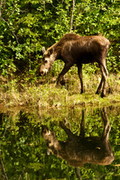 Moose Reflections