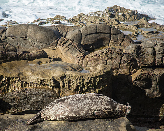 Sea Lion on Rock in La Jolla, Cove