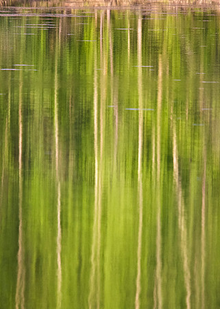 A forest reflects in a lake in in Alaska's interior