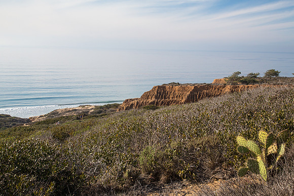 California's Torrey Pines State Natural Reserve