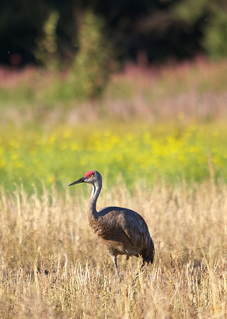 Sandhill Crane