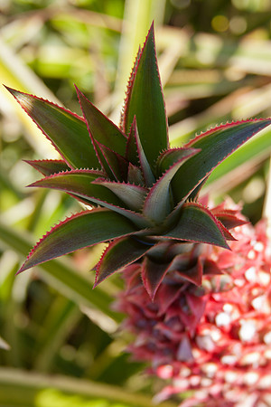 Pink Pineapple