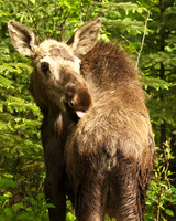 Grooming Moose