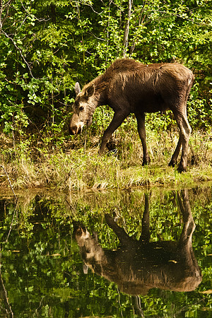 Reflection of a cow moose in a lake in interior Alaska