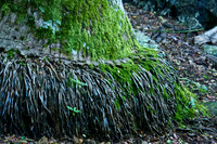 Tropical Tree Trunk