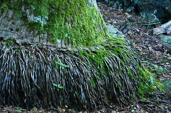 Tropical Tree Trunk