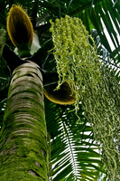Palm Tree