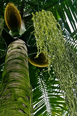 Palm Tree