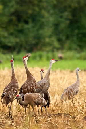 Crane Call